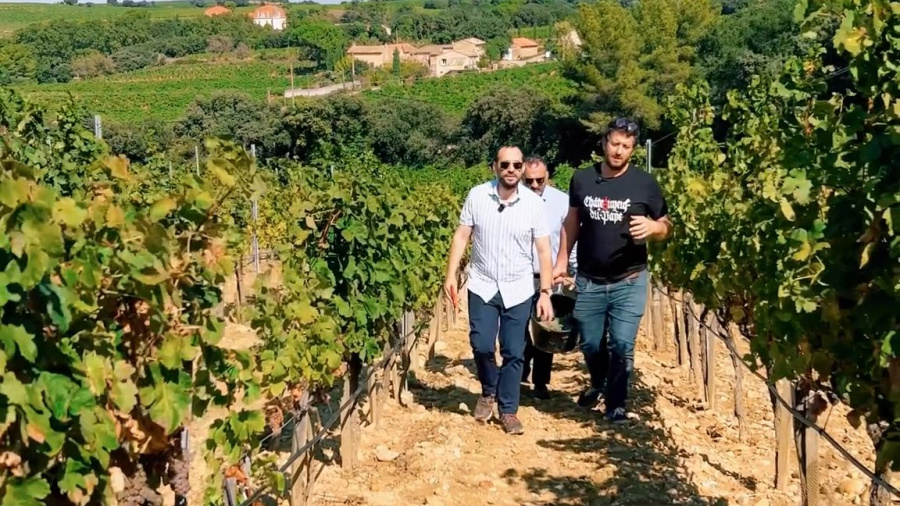 Harvesting in Châteauneuf-du-Pape