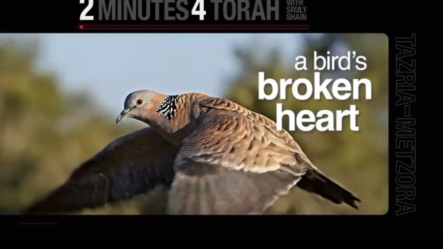 A Bird’s Broken Heart ( Tazria Metzora )