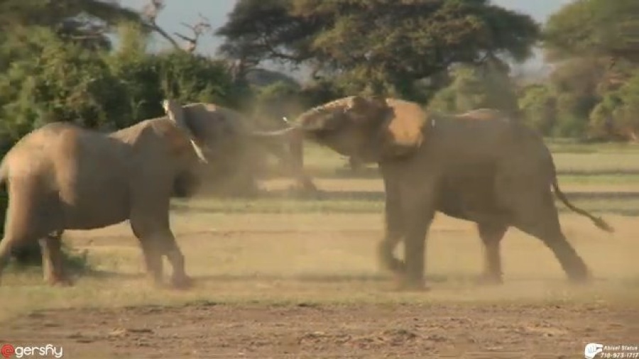 Abisel Elephants 🐘