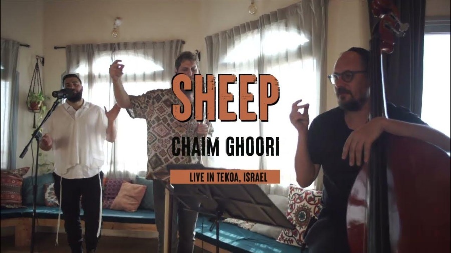 SHEEP - Chaim Ghoori - Live in Tekoa, Israel