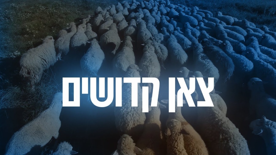 YOM TOV LIPA | 16 Tzon Kodushim - צאן קדושים