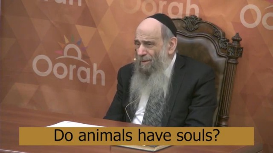 Do Animals Have A Soul- Ask the Rabbi with Rabbi Mintz