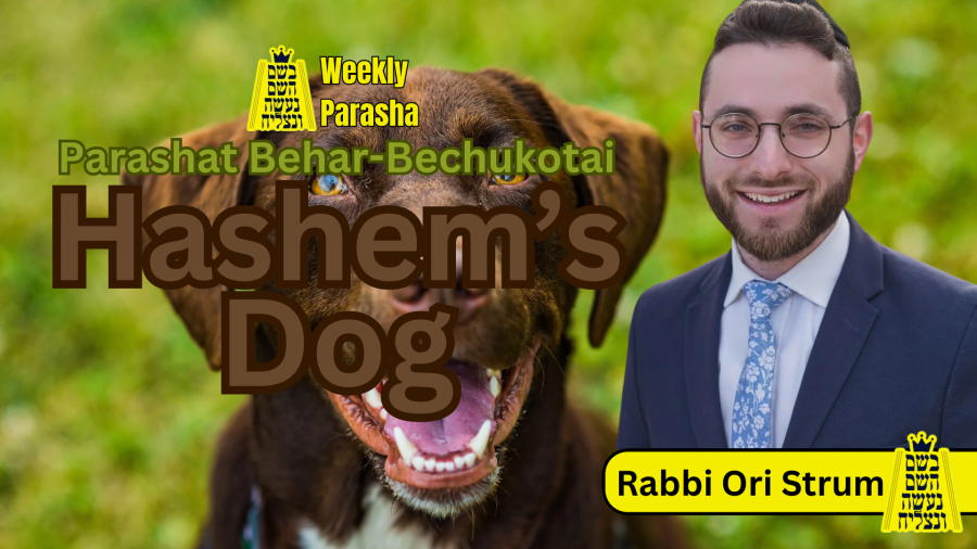 BHP Weekly Parasha - Parashat Behar-Bechukotai: Hashem’s Dog - Rabbi Ori Strum