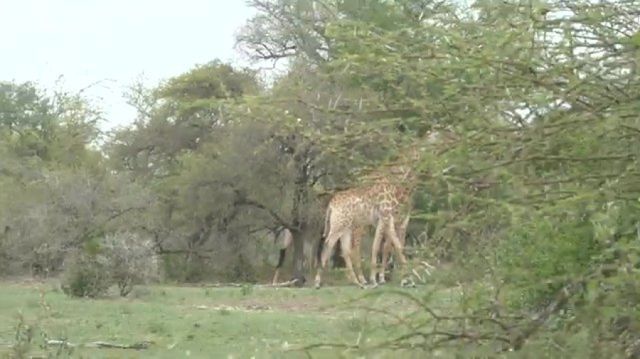 Toras HaSafari: The Song of the "Wild Animal of the Field"; Perek Shira - Journey to South Africa