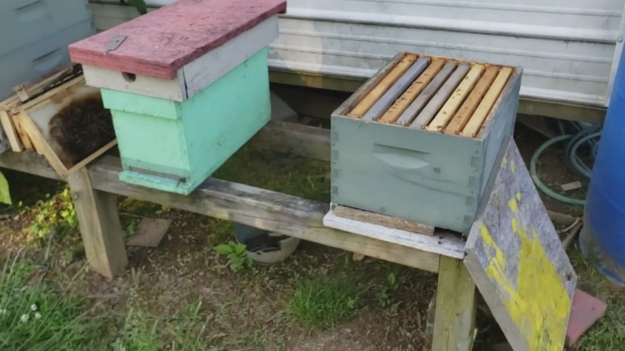 מצגת - צידת דבורים והלכות צידה בשבת - A presentation - Bee hunting with the laws of hunting on Shabbat