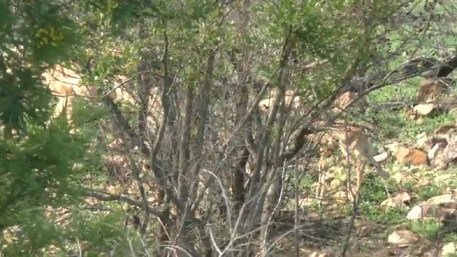 Toras HaSafari: The Newborn Impala Illustrates the Comments of Rashi; Journey to South Africa